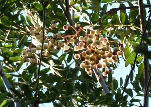 Sorbus glabriuscula, photographed by an iNaturalist contributor