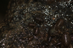 Sphaeroma papillae