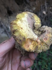 Gastroboletus