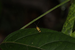 Chauliognathus atroscutellaris