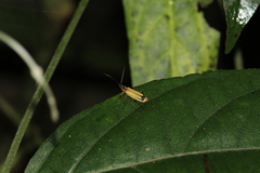 Chauliognathus atroscutellaris