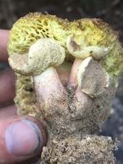 Gastroboletus