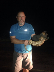 Heloderma exasperatum