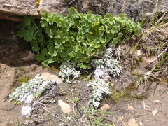 Bowlesia lobata