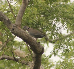 Streptopelia decipiens