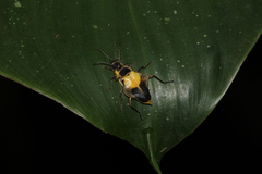 Chauliognathus expansus