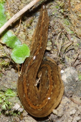 Australopacifica mariae