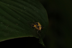 Chauliognathus expansus