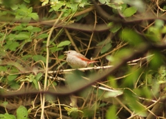 Pytilia phoenicoptera