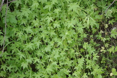 Bowlesia sodiroana