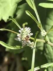 Toxomerus vertebratus