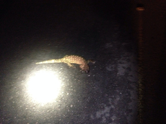 Heloderma exasperatum