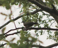 Streptopelia hypopyrrha