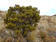 Halocarpus biformis