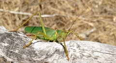 Terpandrus calperum