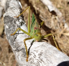 Terpandrus calperum