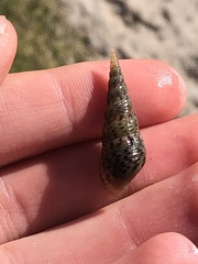 Melanoides tuberculata