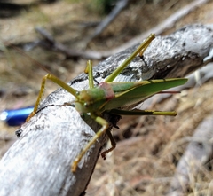 Terpandrus calperum