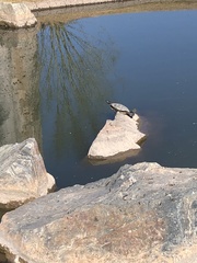 Trachemys scripta