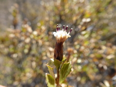 Lophopappus berberidifolius