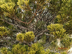 Halocarpus biformis