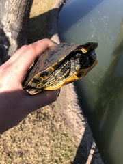 Trachemys scripta
