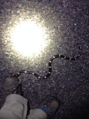 Rhinocheilus antonii