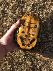 Trachemys scripta