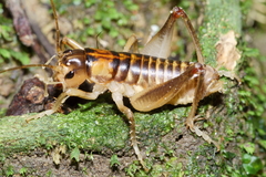 Hemiandrus pallitarsis