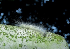 Lepidoptera