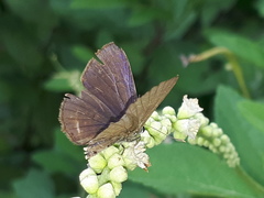 Anthene emolus goberus