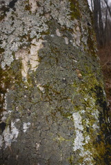 Phaeophyscia squarrosa