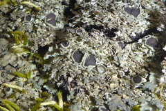 Phaeophyscia squarrosa