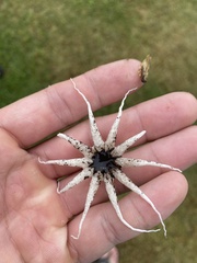 Lysurus arachnoideus