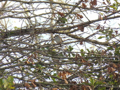 Zonotrichia albicollis