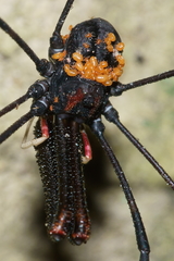 Forsteropsalis inconstans