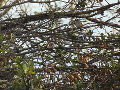 Zonotrichia albicollis