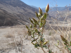 Mentzelia scabra chilensis