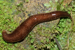 Australopacifica spectabilis