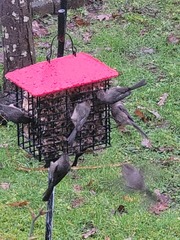 Psaltriparus minimus