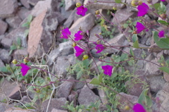 Mirabilis prostrata