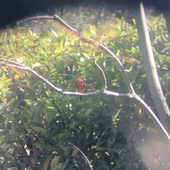 Pyrocephalus rubinus