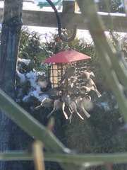 Psaltriparus minimus