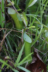 Nepenthes reinwardtiana