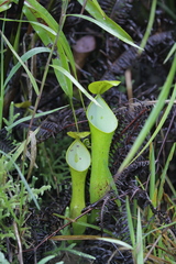 Nepenthes reinwardtiana