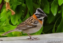 Zonotrichia capensis