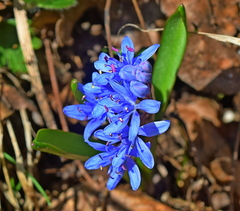 Scilla