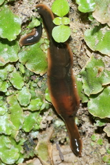 Arthurdendyus australis
