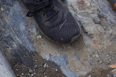 Leuronychus pacificus