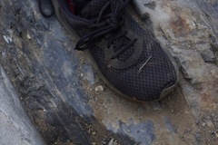 Leuronychus pacificus